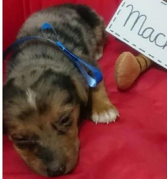 Cachorro ra a SRD idade Abaixo de 2 meses nome Filhote