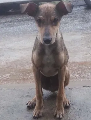 Cachorro raça Indefinida idade 1 ano nome Nao tem