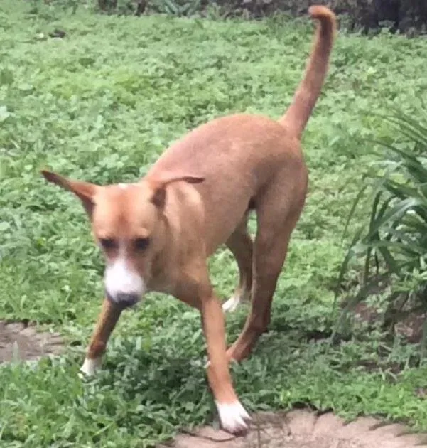 Cachorro ra a Srd  idade 1 ano nome Pirulito