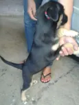 Estrela