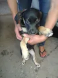 Estrela