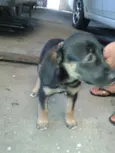 Estrela