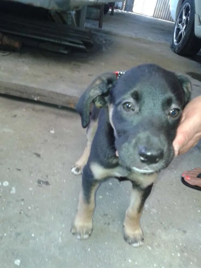 Cachorro ra a srd idade 2 a 6 meses nome Estrela