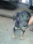 Estrela