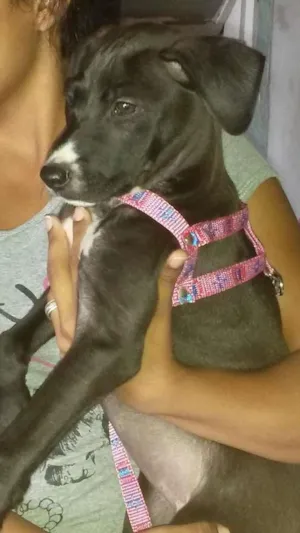 Cachorro raça  idade 7 a 11 meses nome Nina