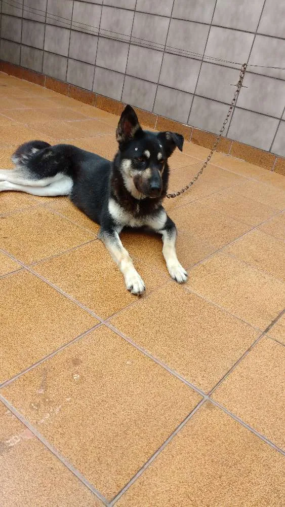 Cachorro ra a Pastor idade 2 anos nome Susy
