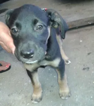 Cachorro raça srd idade 2 a 6 meses nome Estrela
