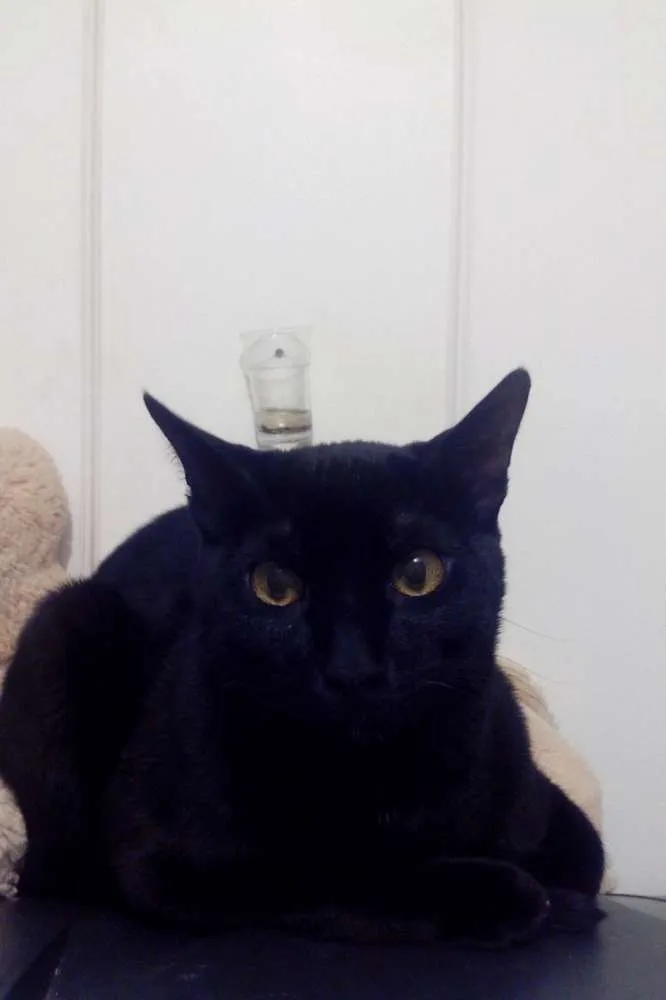 Gato ra a  idade 7 a 11 meses nome Careca