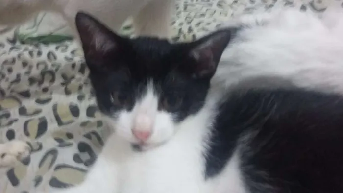 Gato ra a SRD idade 2 a 6 meses nome Nenes