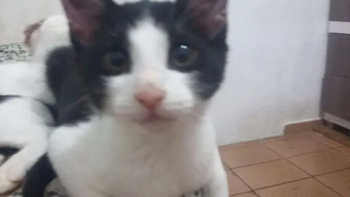 Gato ra a SRD idade 2 a 6 meses nome Nenes
