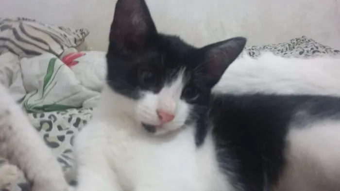 Gato ra a SRD idade 2 a 6 meses nome Nenes