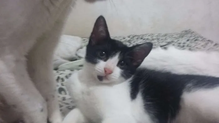 Gato ra a SRD idade 2 a 6 meses nome Nenes