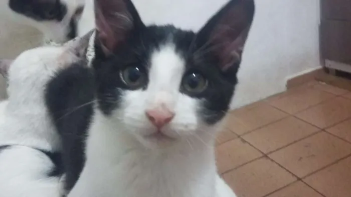 Gato ra a SRD idade 2 a 6 meses nome Nenes