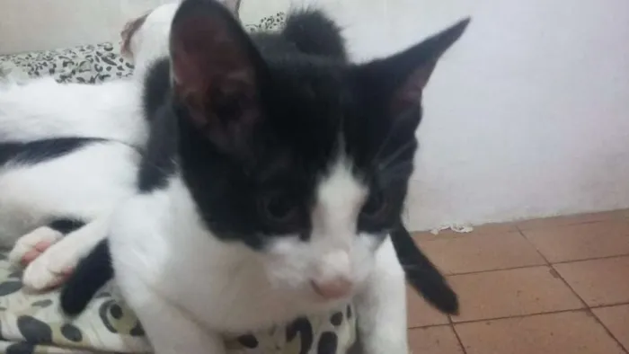 Gato ra a SRD idade 2 a 6 meses nome Sem Nome