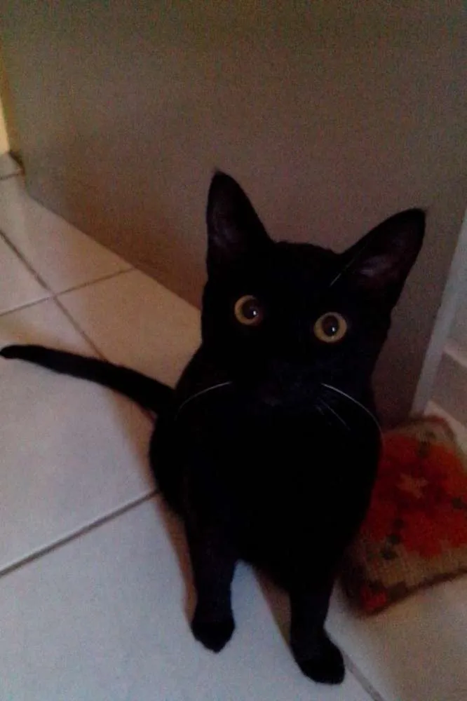 Gato ra a  idade 7 a 11 meses nome Bigode