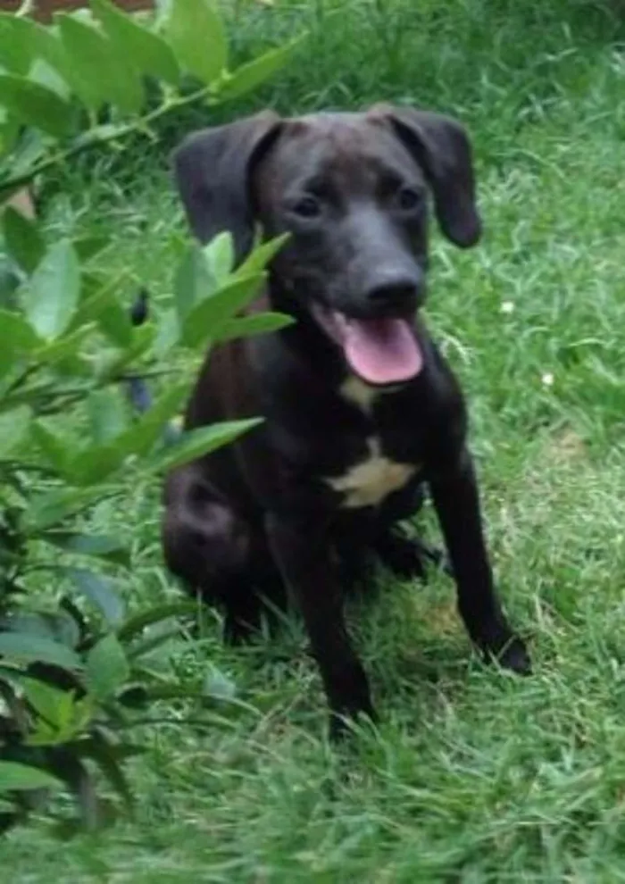Cachorro ra a vira-lata idade 2 anos nome Marley