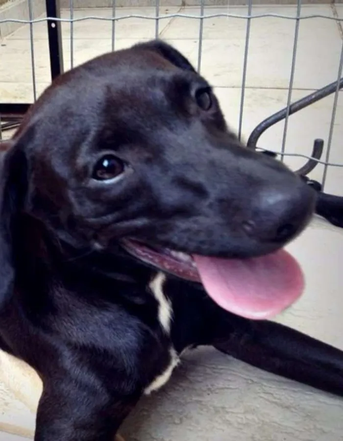 Cachorro ra a vira-lata idade 2 anos nome Marley