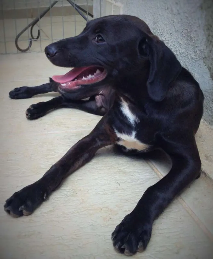 Cachorro ra a vira-lata idade 2 anos nome Marley
