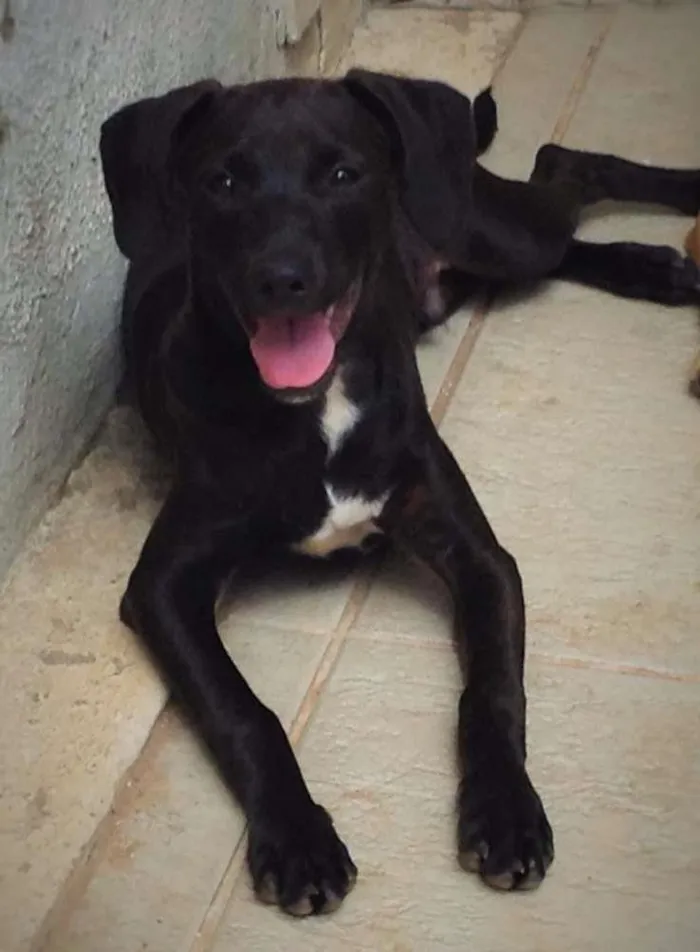 Cachorro ra a vira-lata idade 2 anos nome Marley