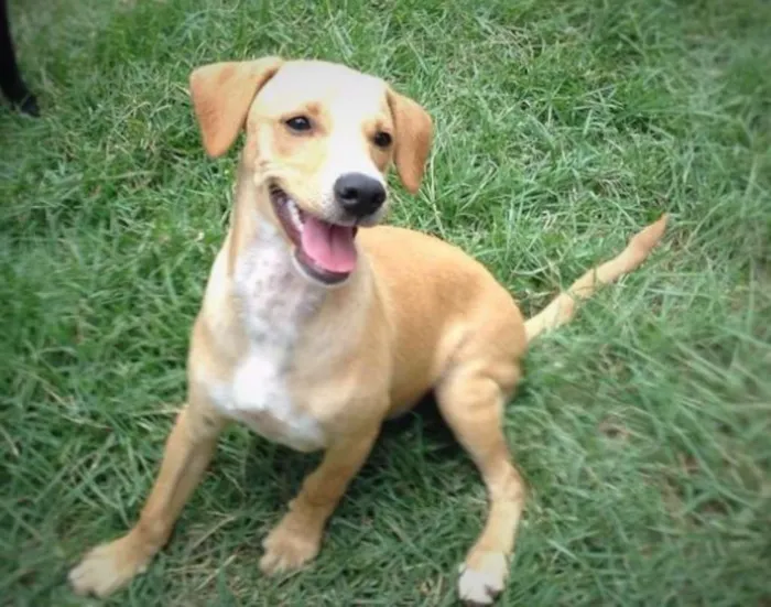 Cachorro ra a vira-lata idade 2 anos nome Bob