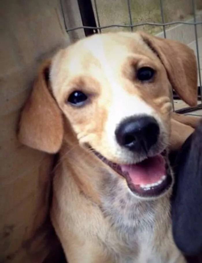 Cachorro ra a vira-lata idade 2 anos nome Bob