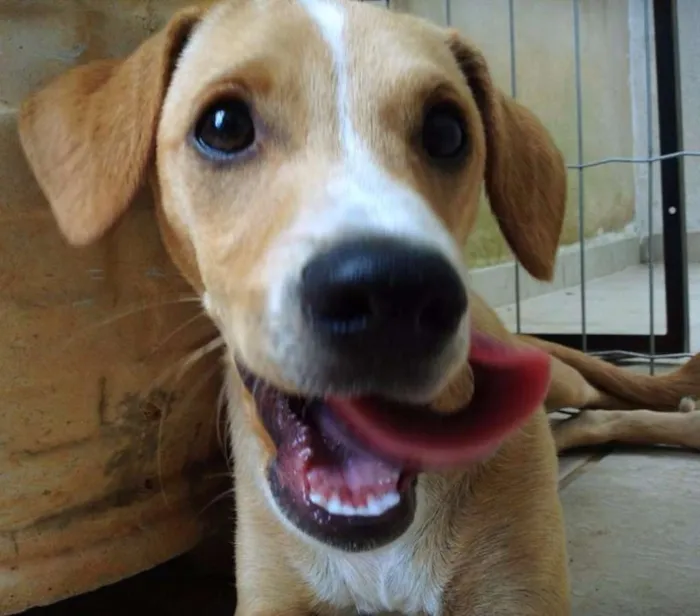 Cachorro ra a vira-lata idade 2 anos nome Bob