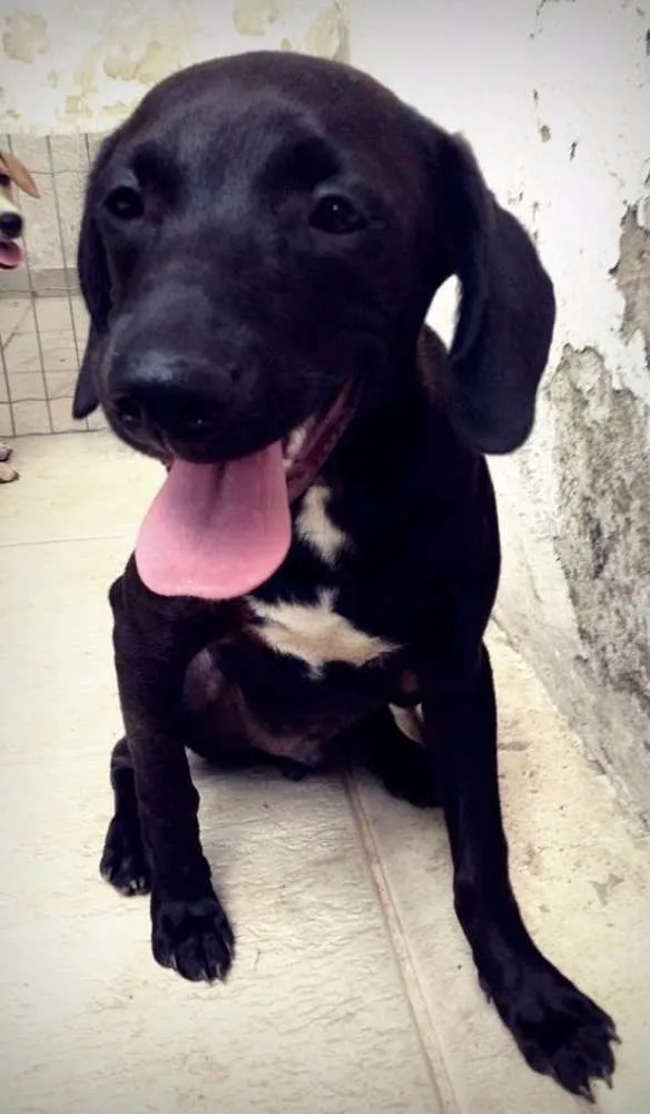Cachorro ra a vira-lata idade 2 anos nome Marley