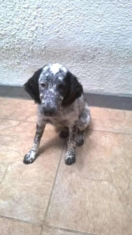 Cachorro ra a Cocker Spaniel idade 7 a 11 meses nome Luna