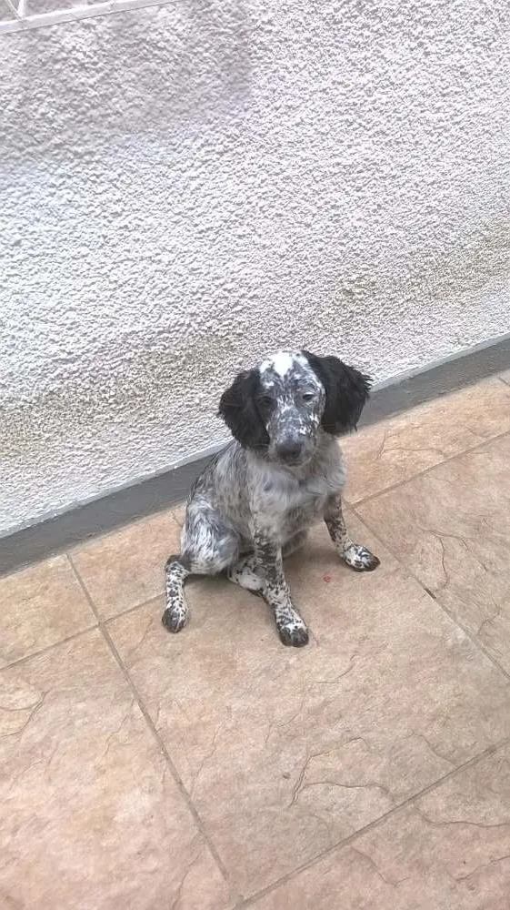 Cachorro ra a Cocker Spaniel idade 7 a 11 meses nome Luna