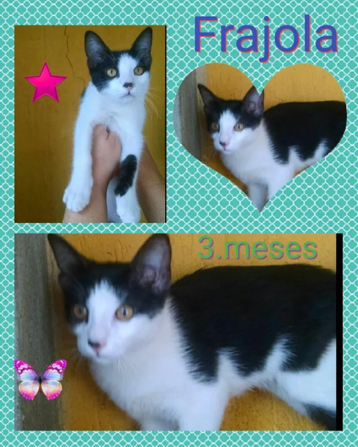 Gato ra a Srd idade 2 a 6 meses nome Frajola
