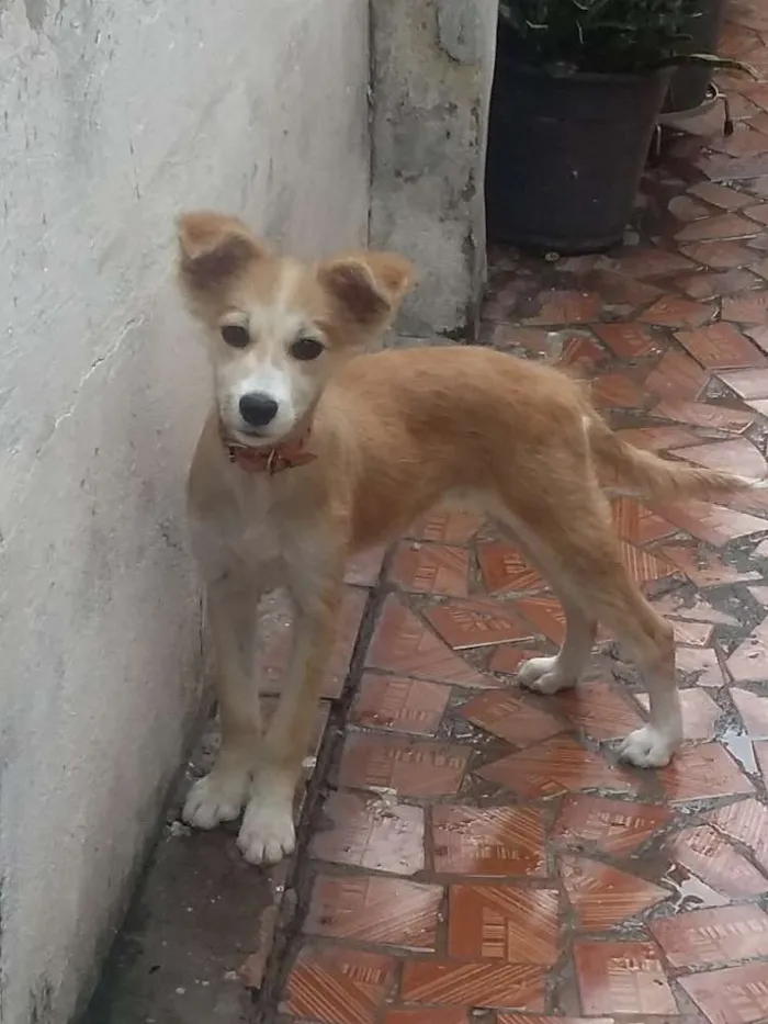 Cachorro ra a srd idade 7 a 11 meses nome Floquinha