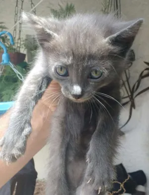 Gato raça Sem raça definida idade 2 a 6 meses nome Filhotes