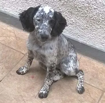 Cachorro ra a Cocker Spaniel idade 7 a 11 meses nome Luna