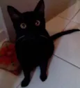 Bigode