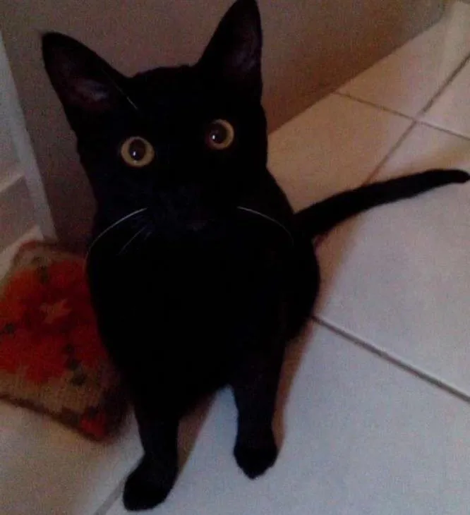 Gato ra a  idade 7 a 11 meses nome Bigode