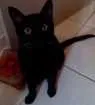 Gato raça  idade 7 a 11 meses nome Bigode