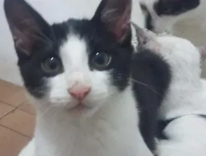 Gato raça SRD idade 2 a 6 meses nome Sem Nome