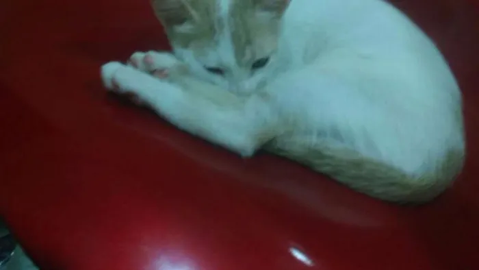 Gato ra a desconhecida idade 2 a 6 meses nome Lilith