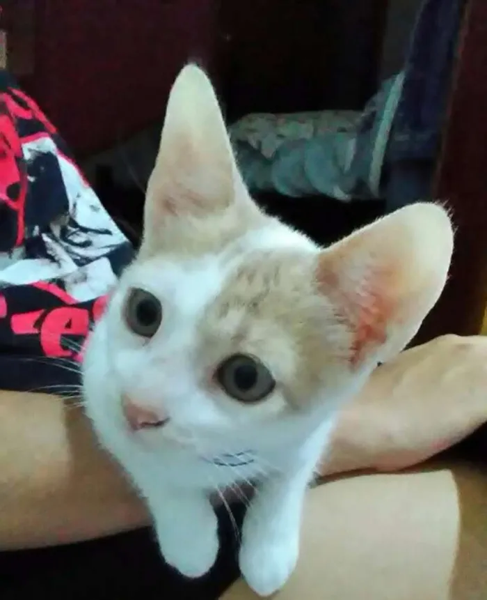 Gato ra a desconhecida idade 2 a 6 meses nome Lilith