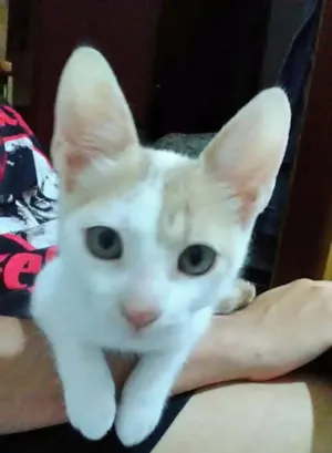 Gato raça desconhecida idade 2 a 6 meses nome Lilith