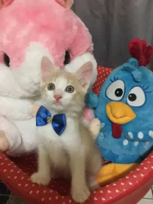 Gato raça SRD idade 2 a 6 meses nome Lord