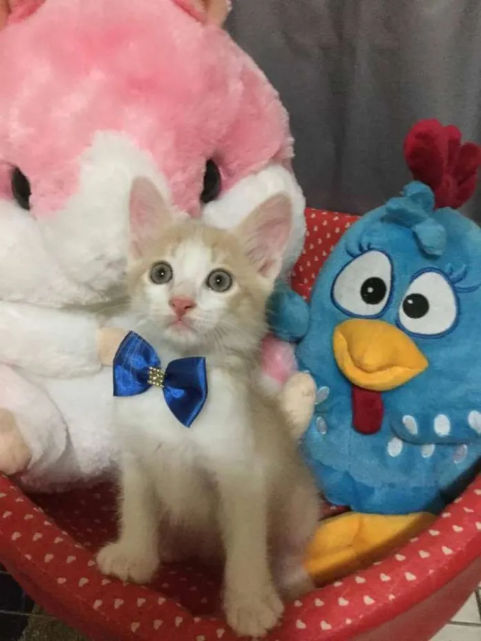 Gato ra a SRD idade 2 a 6 meses nome Lord