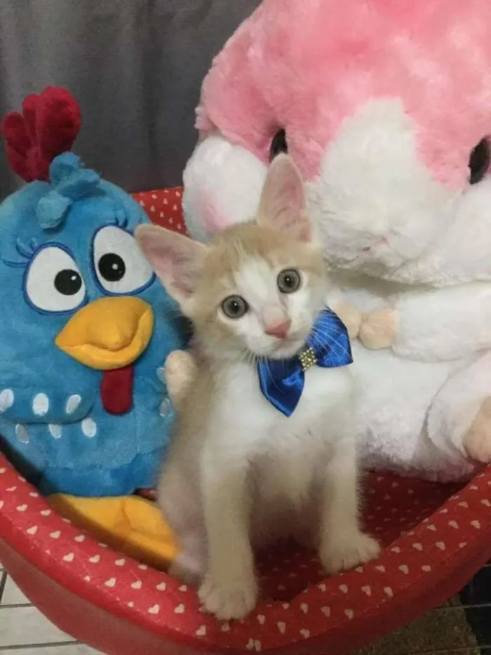 Gato ra a SRD idade 2 a 6 meses nome Lord