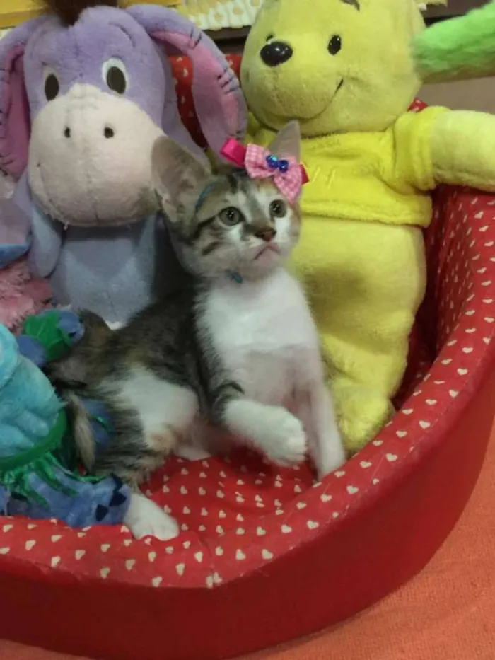 Gato ra a SRD idade 2 a 6 meses nome Babi