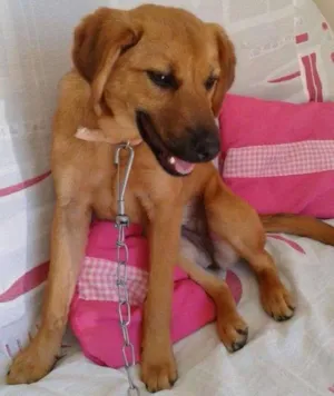 Cachorro raça Indefinida idade 7 a 11 meses nome Frida