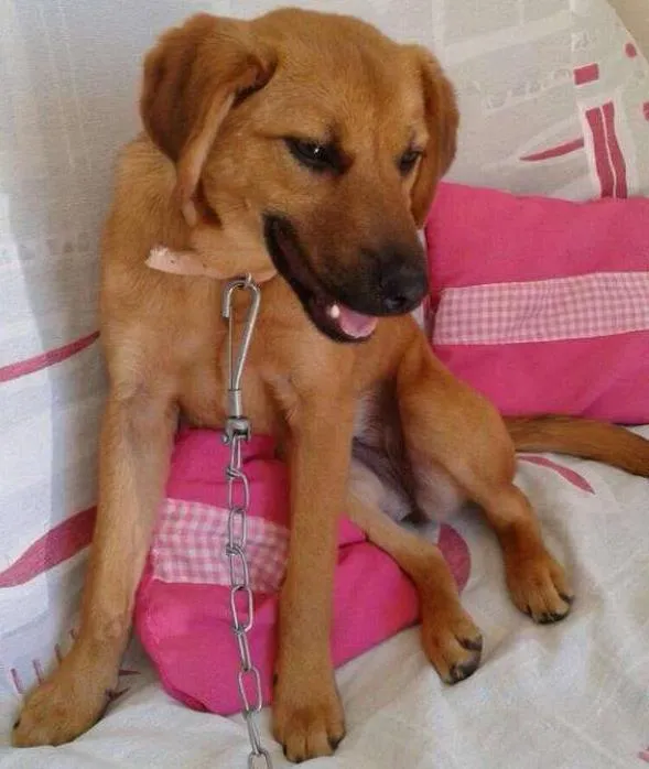 Cachorro ra a Indefinida idade 7 a 11 meses nome Frida