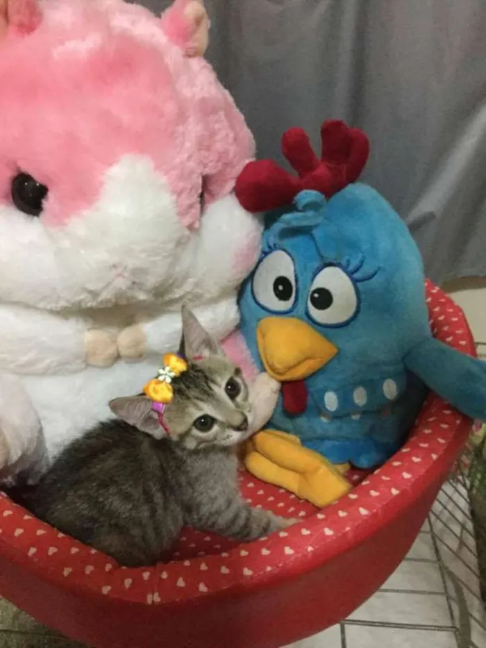 Gato ra a SRD idade 2 a 6 meses nome Leona