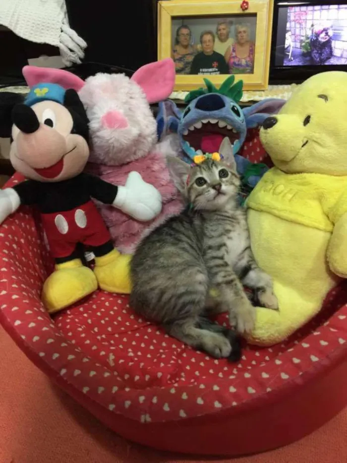 Gato ra a SRD idade 2 a 6 meses nome Leona