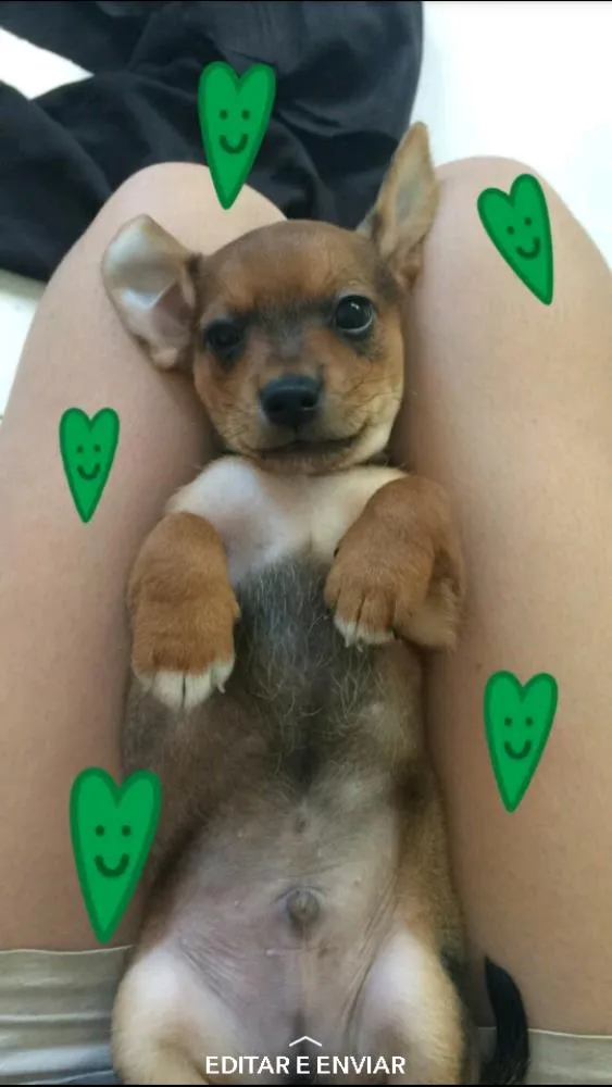 Cachorro ra a Vira lata ele é bem pequeno e não cresce mais  idade 7 a 11 meses nome Dug