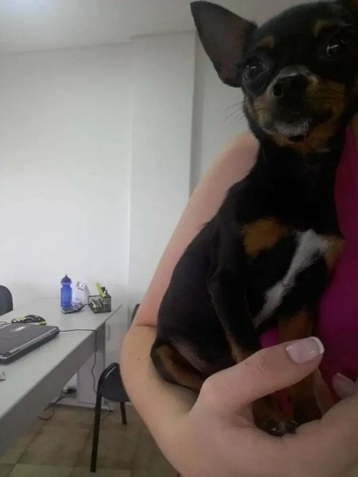 Cachorro ra a PINSCHER idade 3 anos nome JUJUBA